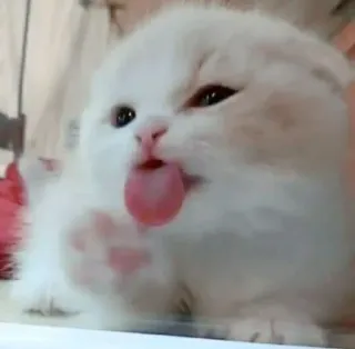 😛 92d34541 chaton, chat, mignon, animal, animal de compagnie, langue, chat blanc, félin telegram sticker