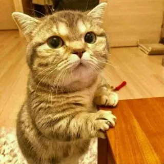 😐 a0f11438 chat, chaton, mignon, animal domestique, félin, animal de compagnie telegram sticker