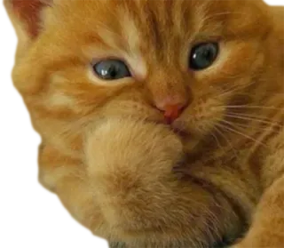 🤒 a4dede69 chat, chaton, tigré roux, mignon, adorable, animal, animal de compagnie, chat domestique telegram sticker