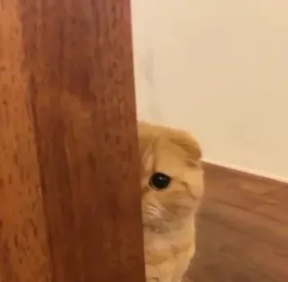 🥺 b4b091c9 chat, mignon, animal, animal de compagnie, cacher, regarder, porte telegram sticker