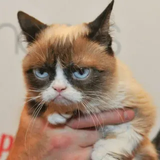 😑 b640daf2 Grumpy Cat chat, grincheux, animal, mème, animal de compagnie telegram sticker