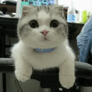 🙁 c63a9410 chat, mignon, animal de compagnie, animal, chaton, domestique, félin, Scottish Fold telegram sticker