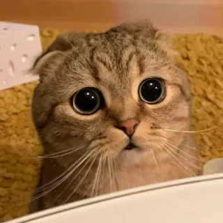 🥺 cbb78053 chat, animal, animal de compagnie, mignon, mammifère, yeux, poilu telegram sticker