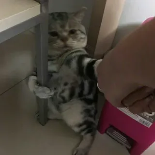 🥺 e8738bd5 chat, animal, animal de compagnie, animal domestique, mignon, mammifère telegram sticker