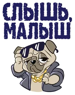 👌 ae84f36a Слышь, МАЛЫШ chó, chó pug, kính râm, tiếng Nga, hoạt hình telegram sticker