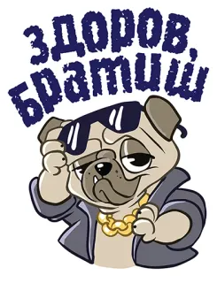 😏 cfe649c4 ЗДОРОВ, БРАТИШКІ chó pug, chó, kính râm, dây chuyền vàng, lời chào telegram sticker