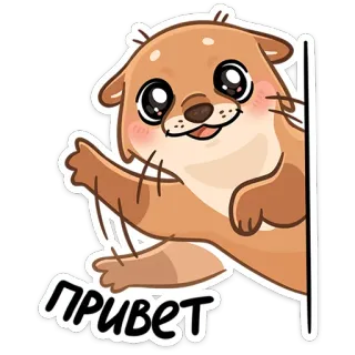 👋 62289855 ПРИВЕТ lontra, animale, carino, saluto, russo whatsapp sticker