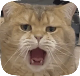 🥹 19ffd93f Katze, Tier, Gähnen, Süß, Haustier, Katzenartig telegram sticker