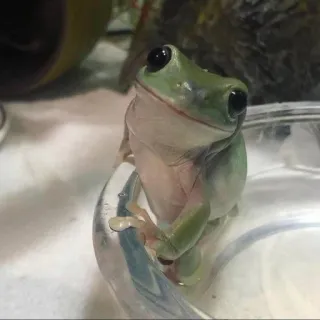 🥺 0b6a964b rana, anfibio, animale, fauna selvatica, verde telegram sticker