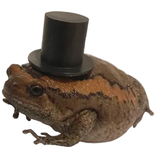 🎩 1ffe9602 rana, cilindro, animale, anfibio, carino telegram sticker