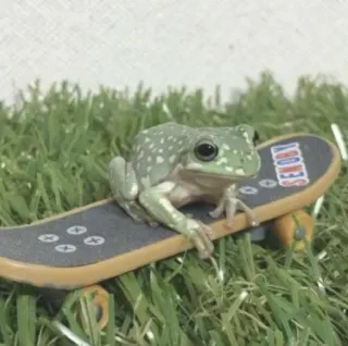 🛹 26a6773b SEXOKY rana, skateboard, animale, animale domestico, skateboarding, divertimento telegram sticker