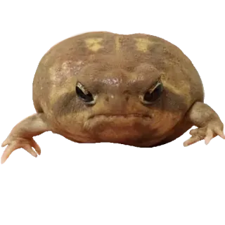 😡 59d72acc rana, rospo, animale, anfibio telegram sticker