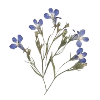 🌟 654819b1 fiori, floreale, fiori blu, lobelia, botanico telegram sticker