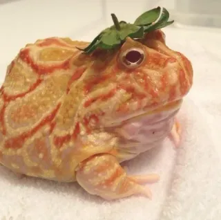 🍓 68cc18ac rana, fragola, animale, anfibio, animale domestico, carino telegram sticker