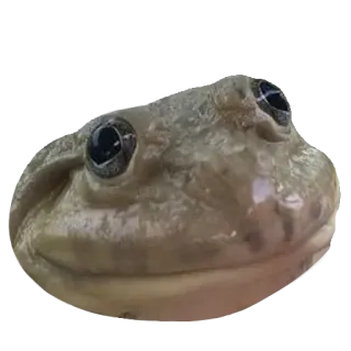 🙂 82efc2ab rana, animale, anfibio, fauna selvatica telegram sticker