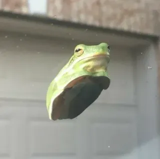 ☀️ 8d7e82de rana, animale, natura, verde, anfibio telegram sticker