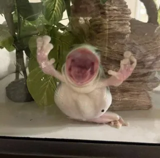 🫠 907a2f7a rana, animale, rana bianca, urlante, bocca aperta, divertente, animale domestico telegram sticker