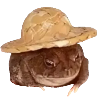 👨‍🌾 92d5634f rana, rospo, cappello, animale, anfibio telegram sticker