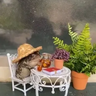 💅 9a0391a0 rospo, rana, cappello, tavolo, libro, piante telegram sticker