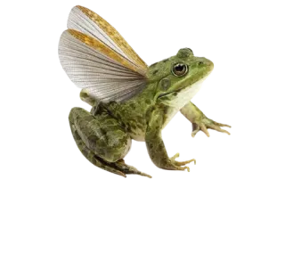 🌟 be886385 rana, animale, natura, ali, fantasy telegram sticker