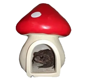 🍄 c91fb00e rospo, anfibio, casa fungo, animale, natura telegram sticker