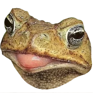😛 f119590c rana, rospo, animale, anfibio, meme, internet telegram sticker