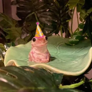 🥳 f4713ed1 rana, cappello da festa, animale, foglia, anfibio telegram sticker