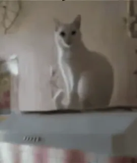 ❤️ 1cce61d1 cat, white cat, domestic animal, pet, animal whatsapp sticker