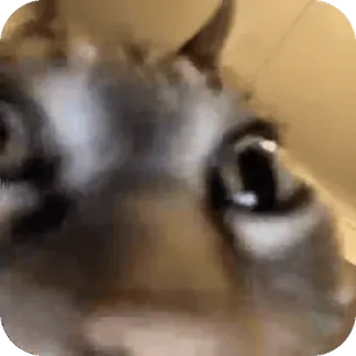 ❤ 1fae515b cat, animal, pet, cute, meme whatsapp sticker