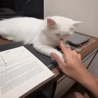 ❤️ 33cb4b7d cat, white cat, pet, animal, domestic cat, finger whatsapp sticker