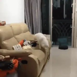 @M_Like_Moon dies on Cats telegram stickers