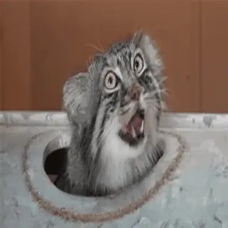 ❤️ 4fb2eb34 cat, kitten, animal, pet, cute, funny, shocked, surprised whatsapp sticker