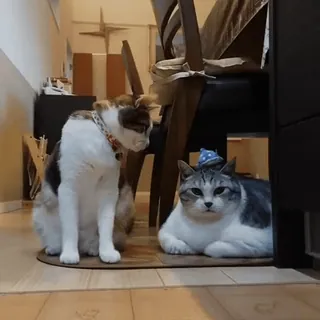 @M_Like_Moon dies on Cats whatsapp stickers