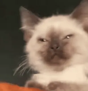 @M_Like_Moon dies on Cats telegram stickers