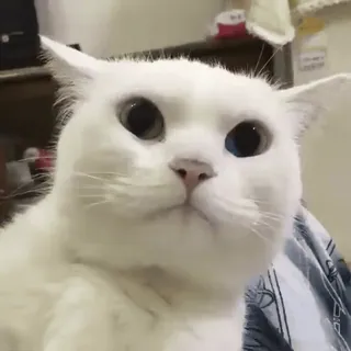 ❤️ 7a6147f4 cat, white cat, animal, pet, cute, domestic animal, mammal whatsapp sticker