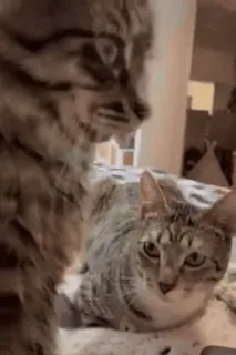 ❤️ 7f7c90b4 cat, cats, animal, cute, pet, feline whatsapp sticker