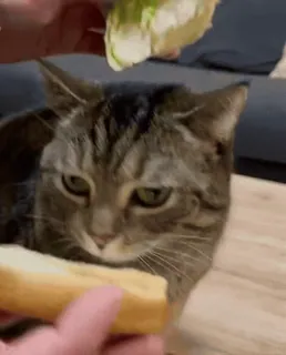 ❤️ 8f76f693 cat, food, sandwich, animal, pet, eating whatsapp sticker