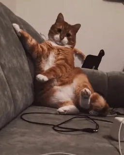 ❤️ a6d0d6ee cat, orange cat, pet, couch, animal, domestic cat whatsapp sticker