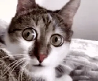 ❤️ b00e25ab cat, animal, pet, eyes, cute whatsapp sticker