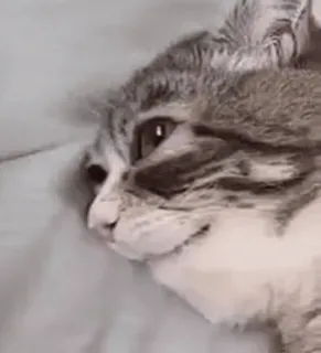 ❤️ b7dcc856 cat, pet, animal, domestic cat, feline whatsapp sticker