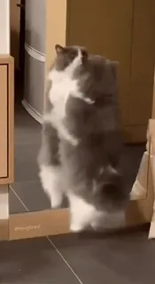 ❤️ bc284d1b cat, animal, cute, standing, funny, mirror whatsapp sticker