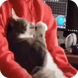 ❤ bd41ae6d cat, animal, pet, cute, domestic, feline whatsapp sticker