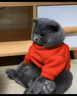 ❤️ bd8a270c cat, animal, sweater, cute, pet, domestic whatsapp sticker