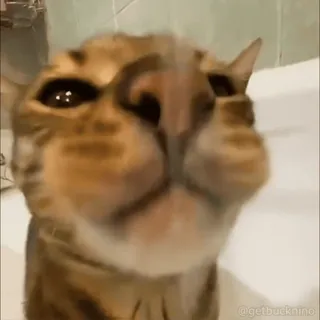 ❤️ c7c2237b cat, animal, pet, funny, cute, meme whatsapp sticker