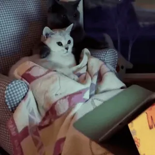 ❤️ e3278e11 cat, cats, animal, pet, reading, technology whatsapp sticker