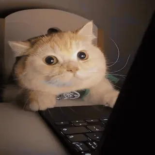 ❤️ fff3db9d cat, laptop, funny, animal, pet, domestic cat, keyboard whatsapp sticker
