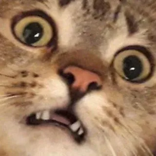 😦 086ea3ad gatto, animale, divertente, meme, animale domestico, scioccato, sorpreso, faccia telegram sticker