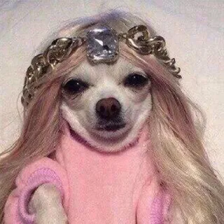 🧝‍♀️ 148e5770 cane, chihuahua, parrucca, corona, principessa, carino, divertente telegram sticker