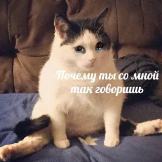 😢 1a08a2e2 Почему ты со мной так говоришь gatto, piangere, meme, triste, russo telegram sticker