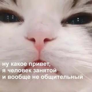 😤 25564e64 ну какое привет, я человек занятой и вообще не общительный gatto, russo, divertente, meme, animale telegram sticker